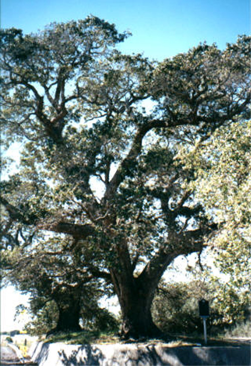 Urrea Oaks-recent